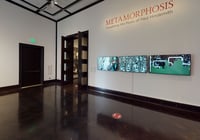 Metamorphosis: Visualizing the Music of Paul Hindemith